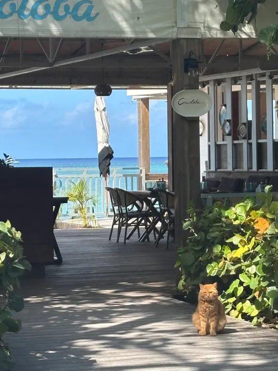 Cool Cat in Cayman — Cayman Islands.